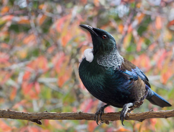 New Zealand native Tui bird with autumn bokeh leaves closeup stock photo