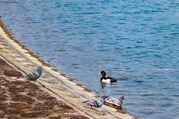 Photo of Various creatures gathering at the waterside