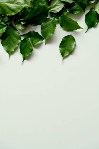 istock a frame made of green leave 1299033331