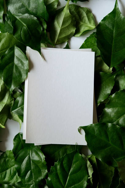 istock a frame made of green leave 1299033338
