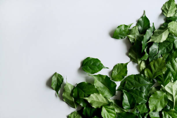 istock a frame made of green leave 1299033341