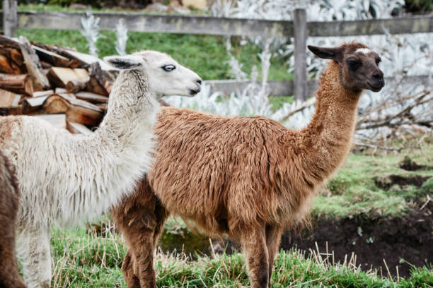 istock Llamas Alpaca in Andes Mountains, South America 1299033342