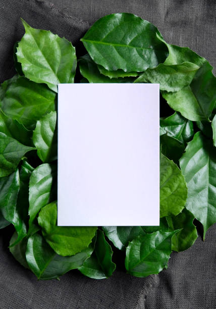 istock a frame made of green leave 1299033344