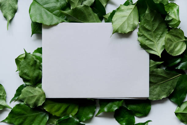 istock a frame made of green leave 1299033356