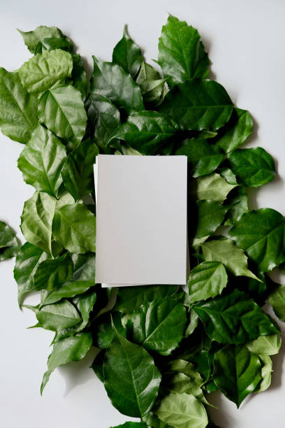istock a frame made of green leave 1299033357