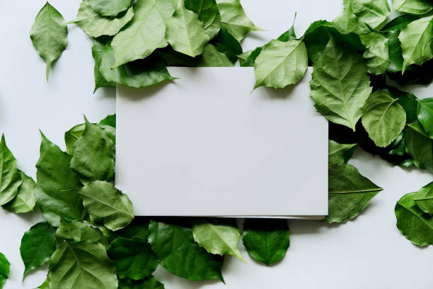 istock a frame made of green leave 1299033369