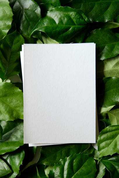 istock a frame made of green leave 1299033370