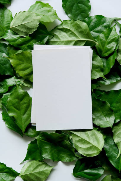 istock a frame made of green leave 1299033376