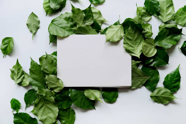 istock a frame made of green leave 1299033396
