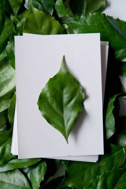 istock a frame made of green leave 1299033410