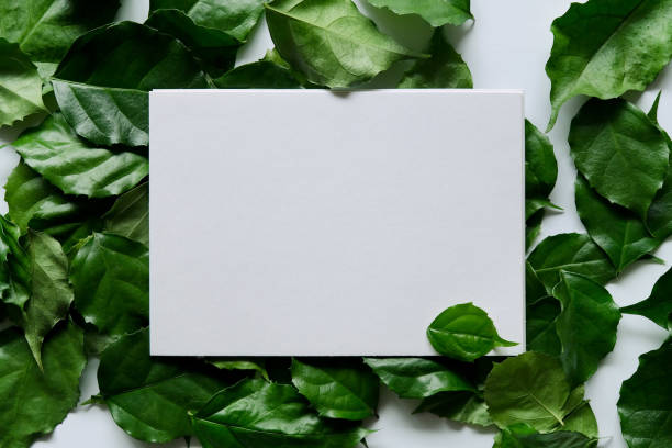 istock a frame made of green leave 1299033412