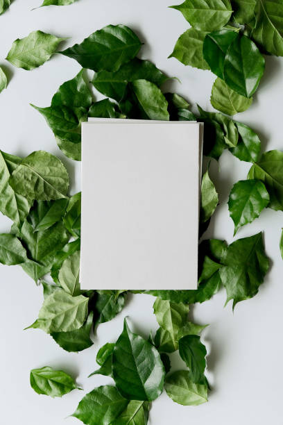 istock a frame made of green leave 1299033583