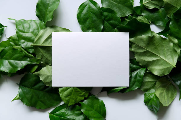 istock a frame made of green leave 1299033927