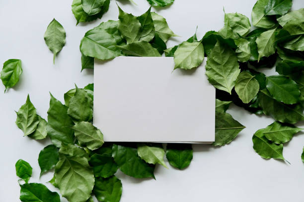 istock a frame made of green leave 1299033929