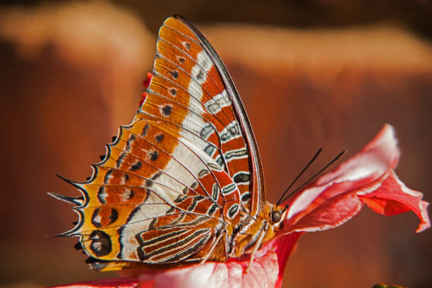 A Foxy Charaxes. butterfly (Charaxes jasius saturnus) sitting on a pink flower.