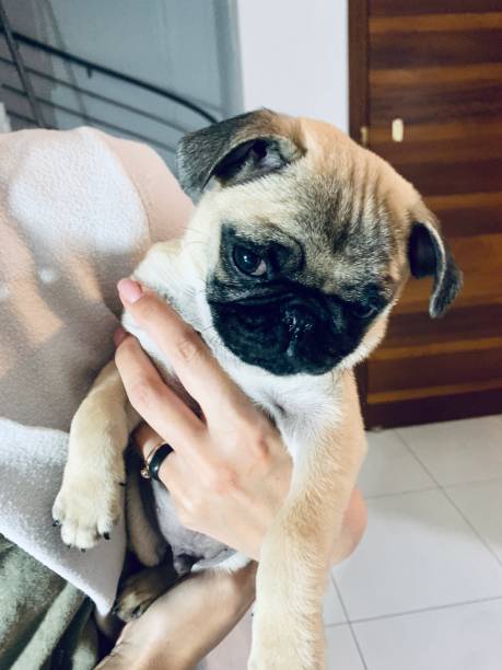 istock Cute puppy pug dog 1299037989