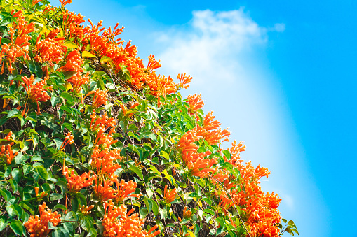 Orange Trumpet, Flame Flower and green leaves on a sunny day