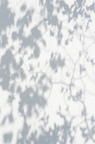 istock The shadow of the leaves reflected on the white wall 1299039841