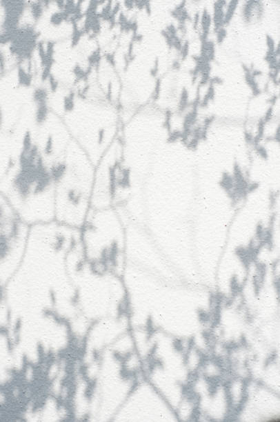istock The shadow of the leaves reflected on the white wall 1299039863