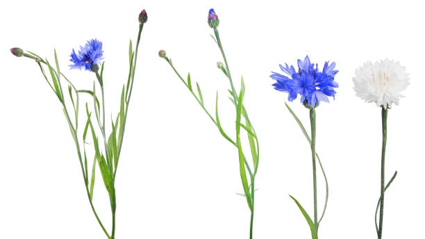 istock four cornflowers closeup isolated on white 1299040723