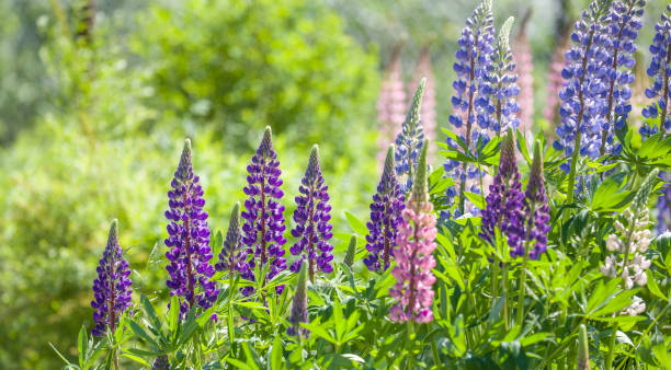 istock different colors lupins flowers on green background 1299040754