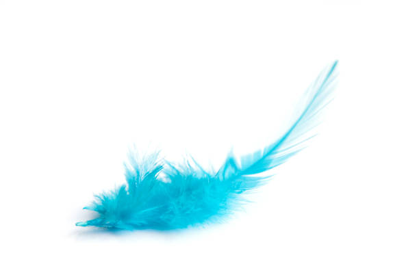 pluma azul aislado sobre fondo blanco - boa fotografías e imágenes de stock