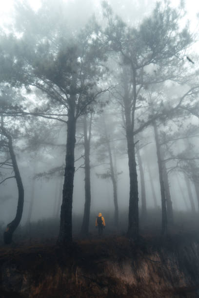 istock Hiking  In the misty pine forest In the summer morning 1299041633