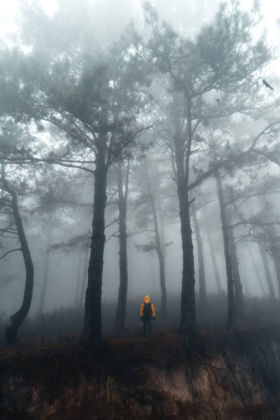 istock Hiking  In the misty pine forest In the summer morning 1299041646