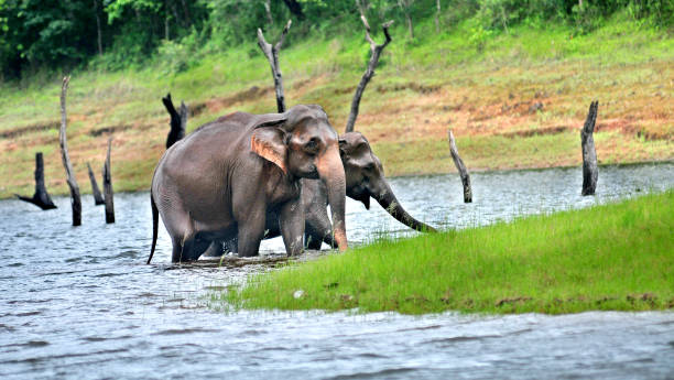 istock Back to wild, elephants return after their bath from forest lake. 1299043132