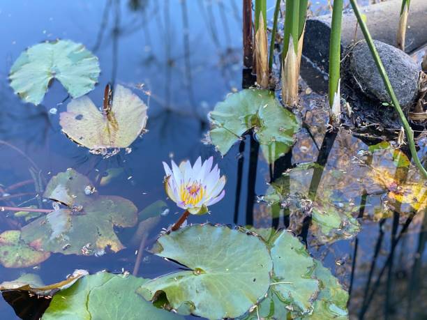 lótus na lagoa - lotus reflection flower single flower - fotografias e filmes do acervo