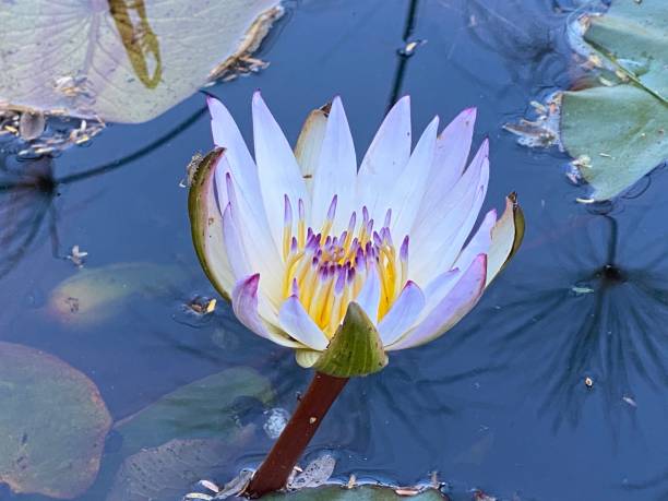 lótus na lagoa - lotus reflection flower single flower - fotografias e filmes do acervo