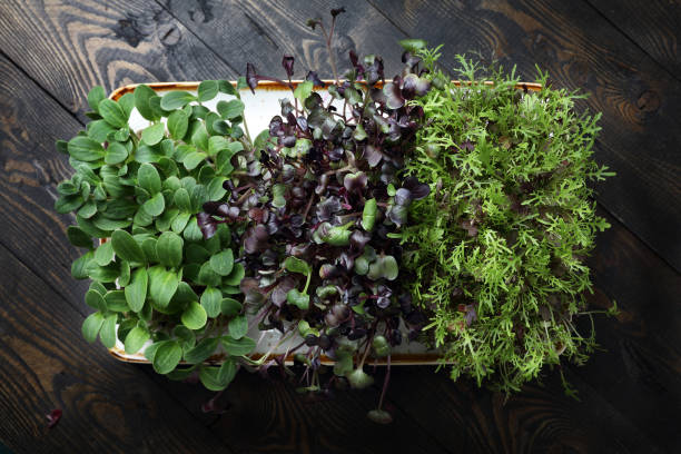 istock Various microgreens: borage, red radish and mizuna greens 1299044982