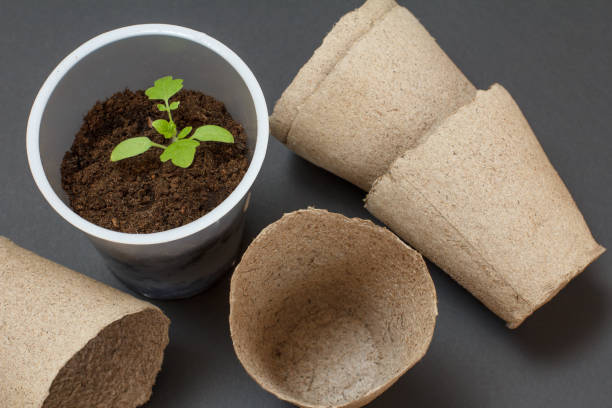 istock Close up a can with a green tomato seedling. 1299046043