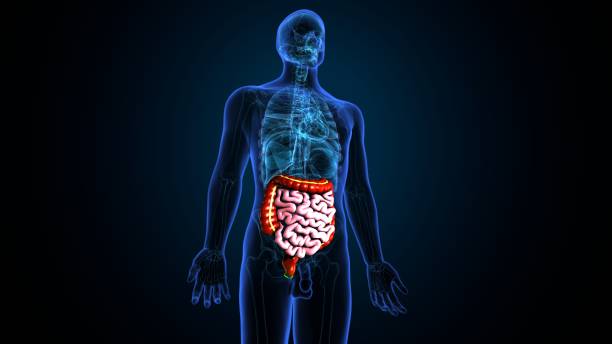 istock Small and Large Intestine 3D Illustration Human Digestive System Anatomy. 1299047052