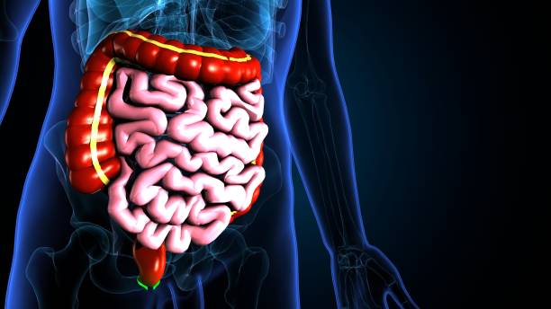 istock Small and Large Intestine 3D Illustration Human Digestive System Anatomy. 1299047056