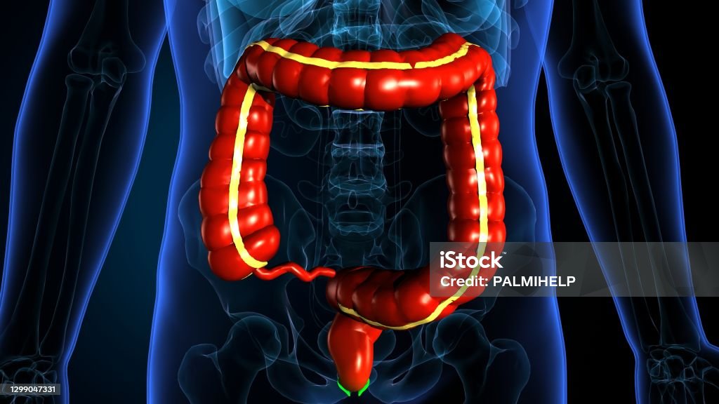 Last Intestine Large Intestine 3d Illustration Human Digestive System Stock Photo ...