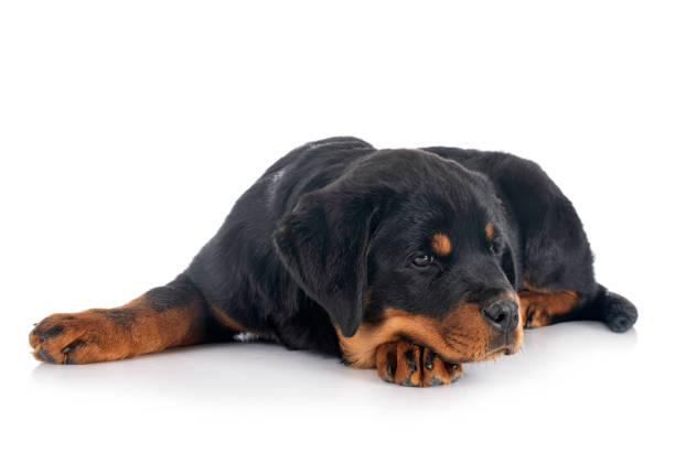 istock puppy rottweiler 1299047363