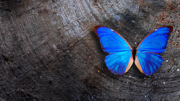 istock blue butterfly sits on a gray old wall 1299048409
