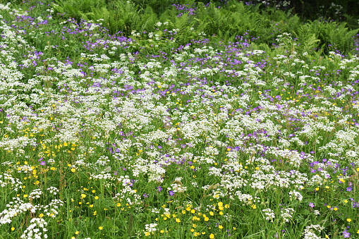 Large field of beefriendly wild flowers in different colors