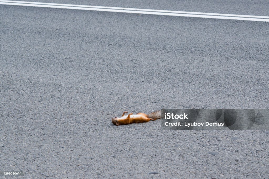 A dead squirrel on a paved road that was hit by a car.Danger on the road A dead squirrel on a paved road that was hit by a car. Danger Stock Photo
