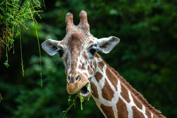 istock The giraffe, Giraffa camelopardalis is an African mammal 1299053049