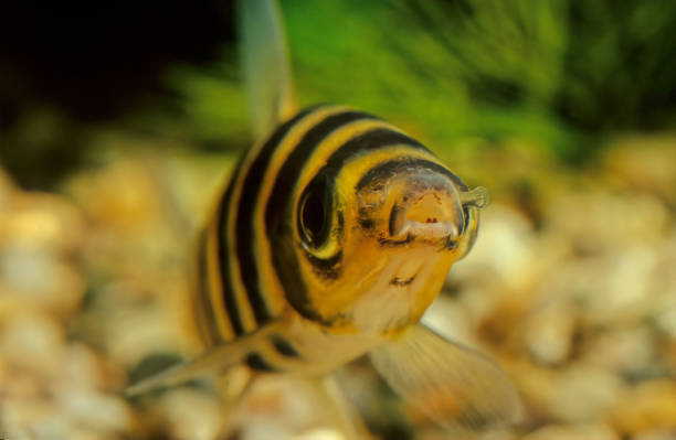 istock Leporinus fasciatus 1299053683