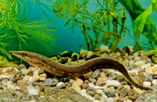 istock Fire eel, Mastacembelus erythrotaenia 1299053688