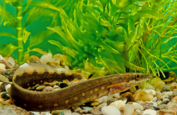 istock Fire eel, Mastacembelus erythrotaenia 1299053689