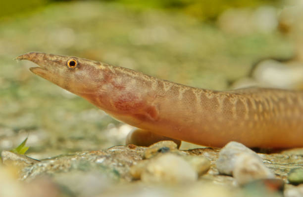 istock Zig-zag eel, Mastacembelus armatus 1299053690