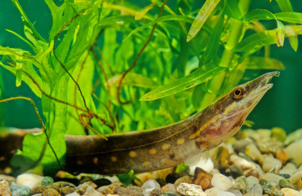 istock Fire eel, Mastacembelus erythrotaenia 1299053692