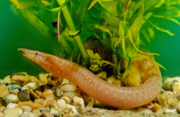 istock Zig-zag eel, Mastacembelus armatus 1299053693
