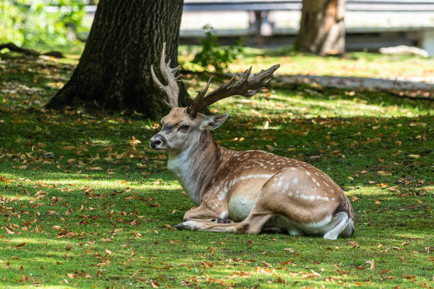 istock The fallow deer, Dama mesopotamica is a ruminant mammal 1299053844