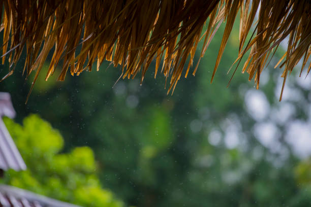 istock Focus at thatched roof eaves with blurred greenery background 1299054664
