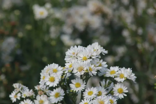 Common daisy flower in the park